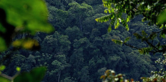 Reconocen mundialmente al Gran Pajatén como reserva de biosfera