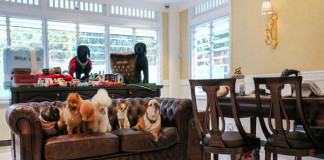 Instalaciones de lujoso Hotel para mascotas