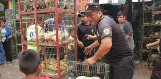Rescatan cachorros que se vendían en condiciones insalubres