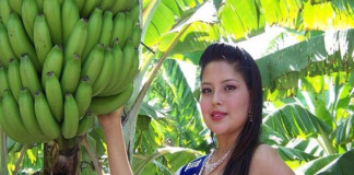 Inicia el XIII Festival del Plátano el Molino en Ascope