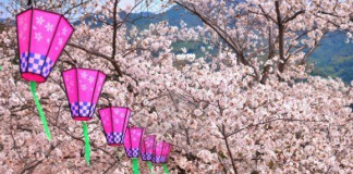 Japón se tiñe de rosa con el «sakura» el cerezo nipón