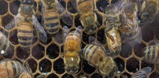 Primer suero contra veneno de abejas será probado en humanos