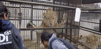 Rescatan a 33 leones de circos de Perú y Colombia y los llevan a África