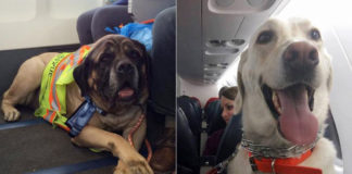 Aerolíneas canadienses permitieron viajar con mascotas a sus pasajeros