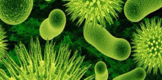 Crean un potente agente antibacteriano contra infecciones resistentes