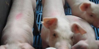 Carne de cerdo peruana empezará a exportarse desde el año 2018