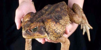 Se encontró rana gigante que se pensaba extinta en Perú