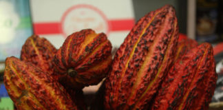 Crece industria peruana del chocolate fino y de aroma