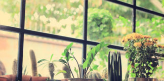 Las Plantas de hojas grandes absorben los compuestos volátiles del ambiente