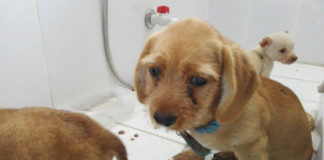 Rescatan cachorros que eran comercializadas en mercado Zonal Palermo