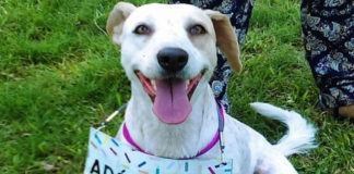 Adoptar animales mejora la salud mental de las personas