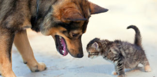 Campaña de Vacunación y Desparasitación de Perros y Gatos