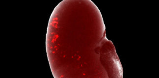 Crean un método para generar las células que ‘crean’ y reparan órganos