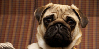 Estudio confirma que los perros entienden las palabras y la entonación de las personas