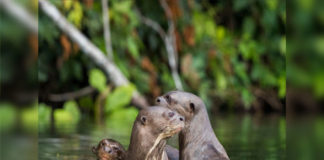 Población de lobos de río crece en el Parque Nacional Bahuaja Sonene