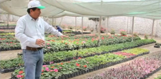 Segat produce más de 20 mil plantas en el Vivero Municipal de Trujillo