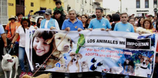 Se realiza la marcha ‘Los animales me importan’ con Pancho Cavero en Trujillo