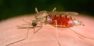 Superbacteria pone en riesgo el control de la malaria
