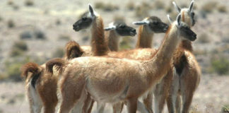 Presentan avances de proyecto Calipuy en La Libertad