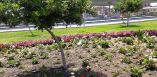 SEGAT arboriza principales avenidas de Trujillo