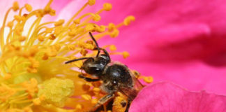 Científicos crean la primera abeja robótica que puede polinizar artificialmente