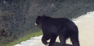 Osos andinos causan sensación en la ciudadela inca de Machu Picchu