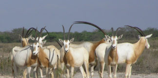 Programa piloto consigue repoblar Antílopes casi extintos en las estepas de África