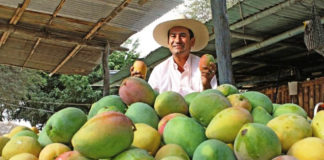 ComexPerú indica que producción de mango en Perú se recupera