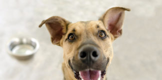 ¿Por qué el perro tiene miedo a la lluvia y truenos?