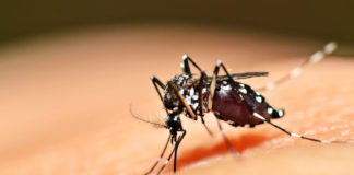 Recomendaciones para alejar a los mosquitos y prevenir enfermedades