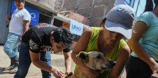 MPT iniciará plan de esterilización de animales de los albergues