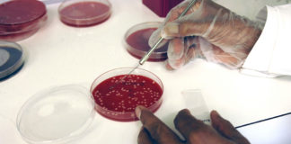 Por primera vez crean Sangre en un Laboratorio