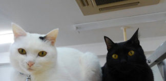 Veterinaria Municipal registra más de 100 inscritos en campaña de castración de felinos