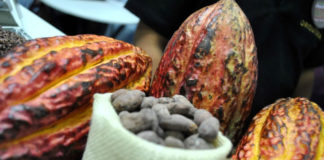 Perú es una potencia mundial en Cacao de calidad