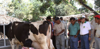 Ganaderos venderán leche directamente a los programas del Estado