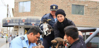 MPT rescata mascotas que eran comercializados ilegalmente