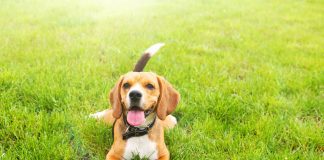 Crían primer perro clonado con edición genética