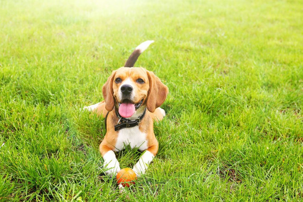 crian-primer-perro-clonado-con-edicion-genetica