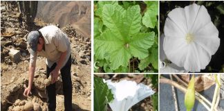 Investigador de UNT descubre nueva especie Botánica en el norte del Perú
