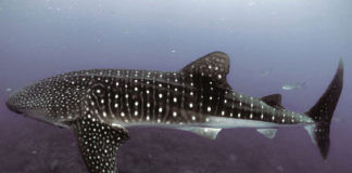 Ministerio de la Producción prohíbe extracción y comercialización de Tiburón ballena