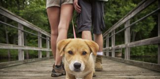 Estudio indica que pasear al perro mejora la Salud