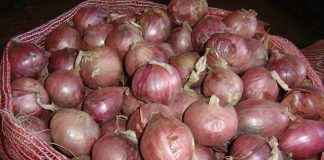 Adex señala que Cebolla peruana logra reingresar al mercado de Colombia