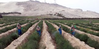 Agroindustrial UPAO recertifica en normas GlobalGap la calidad de su producción