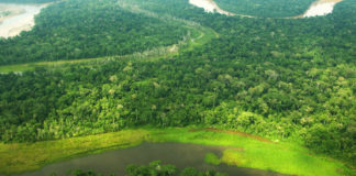 Minam ejecutará Plan de Inversión Forestal en el Perú