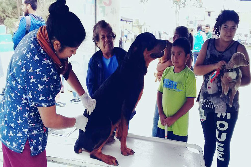 mascotas-de-santa-isabel-son-beneficiados-con-la-campana-colita-feliz