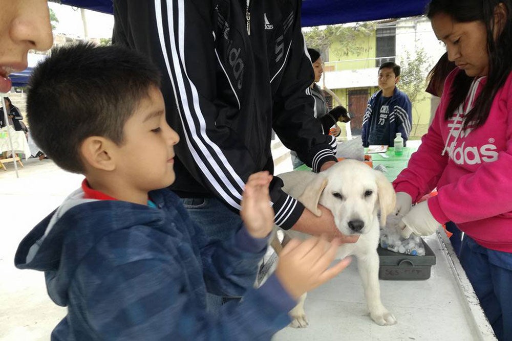 mascotas-son-atendidas-gratuitamente-en-la-campana-colita-feliz
