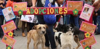 MPT y y albergues realizaron campaña de adopción de mascotas