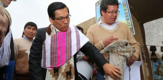 Perú se convierte en el el mayor productor de fibra de Alpaca en el mundo