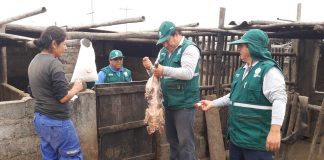 Senasa atiende ganado porcino en Centro Poblado El Milagro