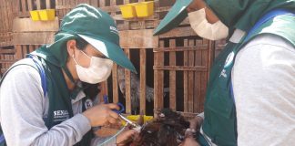 Senasa vacuna más de 210 mil aves para prevenir enfermedad de Newcastle en La Libertad